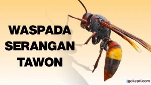 Sarang tawon natuna Sarang tawon natuna