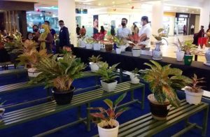 Tanaman hias Batam