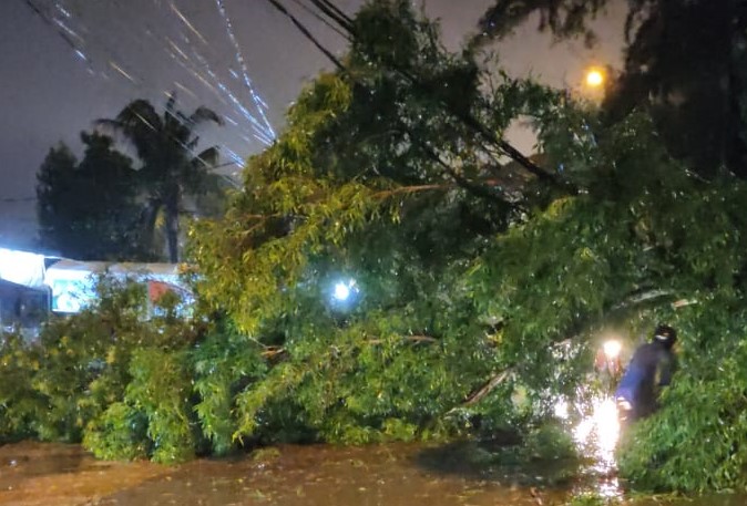 pohon tumbang