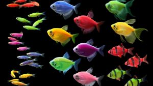 bisnis ikan hias