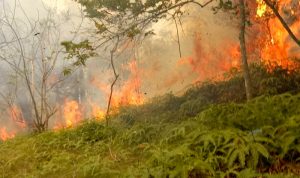 Kebakaran hutan di batam