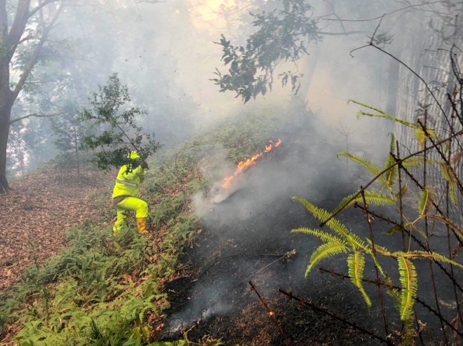 Hutan bandara kebakaran