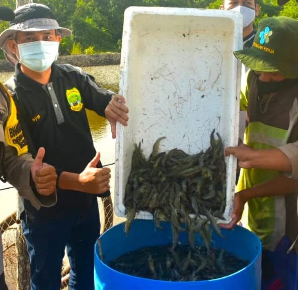lingga panen udang vaname