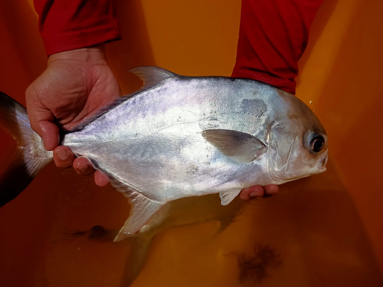 Bawal Bintang Hybrid