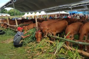 Sapi kurban untuk Idul Adha