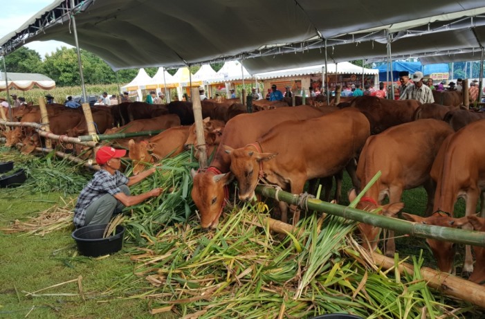 Sapi kurban untuk Idul Adha