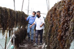 PLN Batam rumput laut