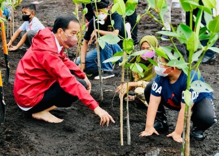 Presiden Jokowi Mangrove