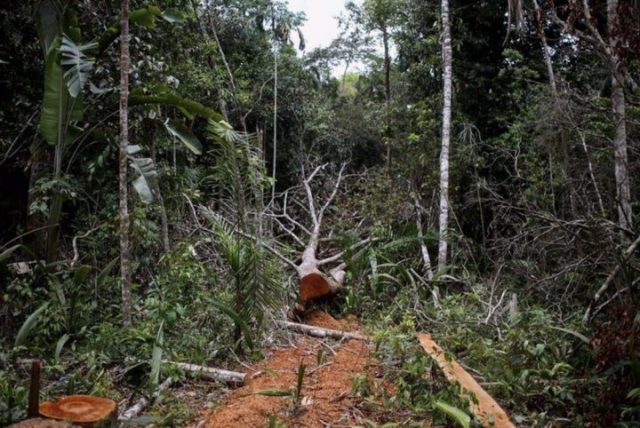 Spesies Pohon Kepunahan
