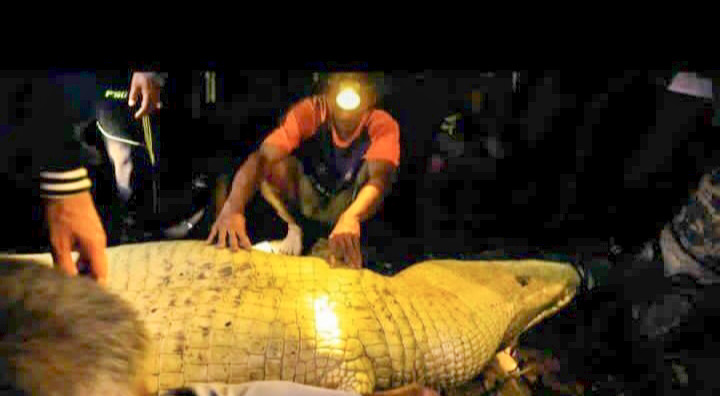 Buaya Pulau Jaloh