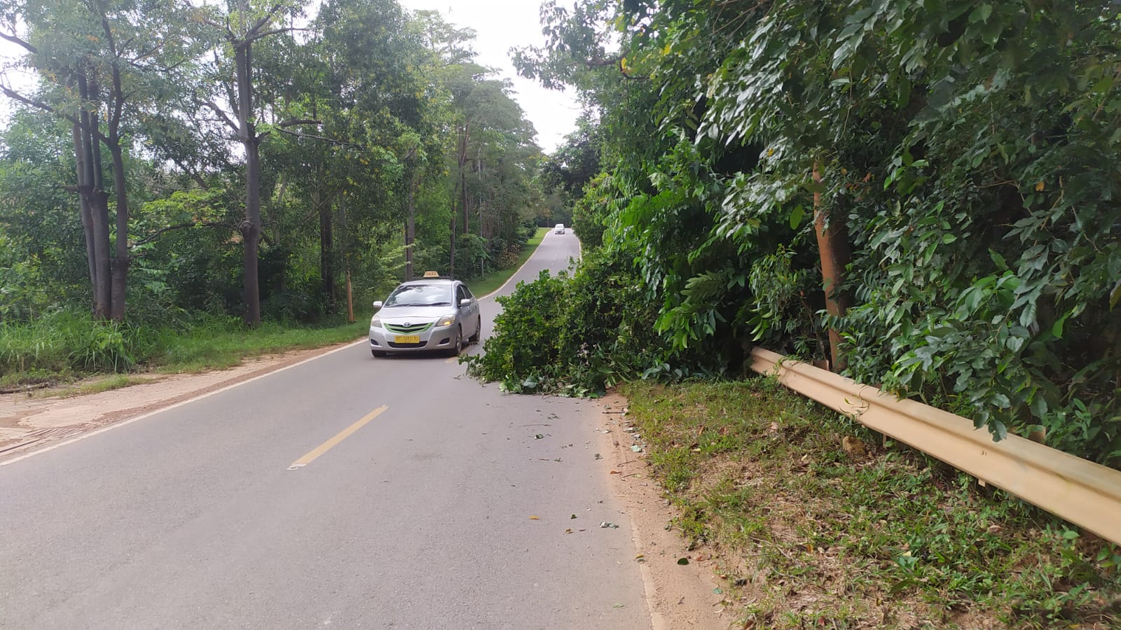 Hujan dan angin kencang beberapa hari belakangan mengakibatkan pohon tumbang di Punggur.