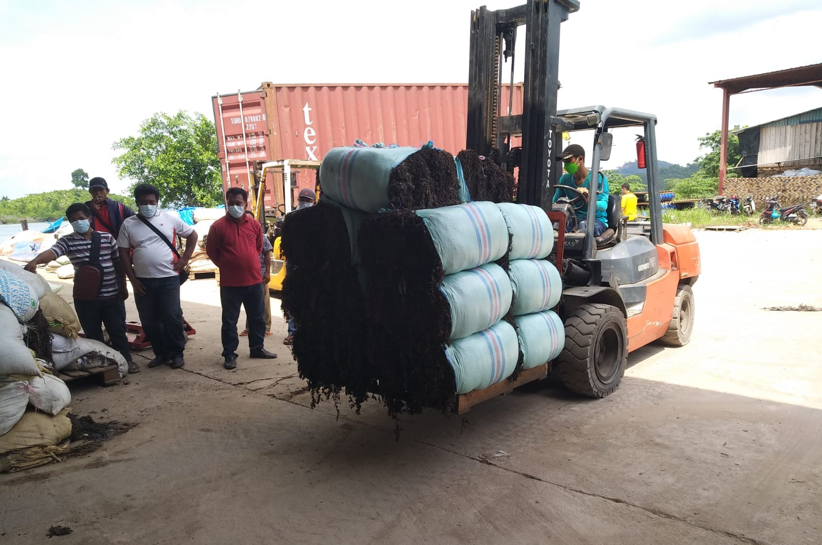 Ekspor Rumput Laut dari Batam Naik 500 Persen, Paling Banyak Dikirim ke China