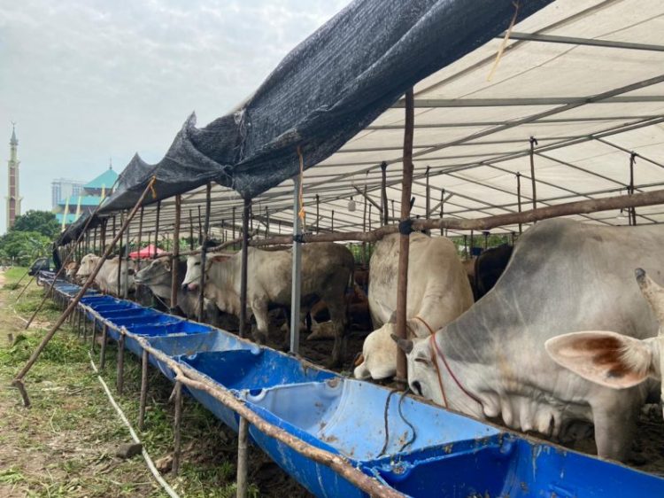 Harga hewan kurban di Batam