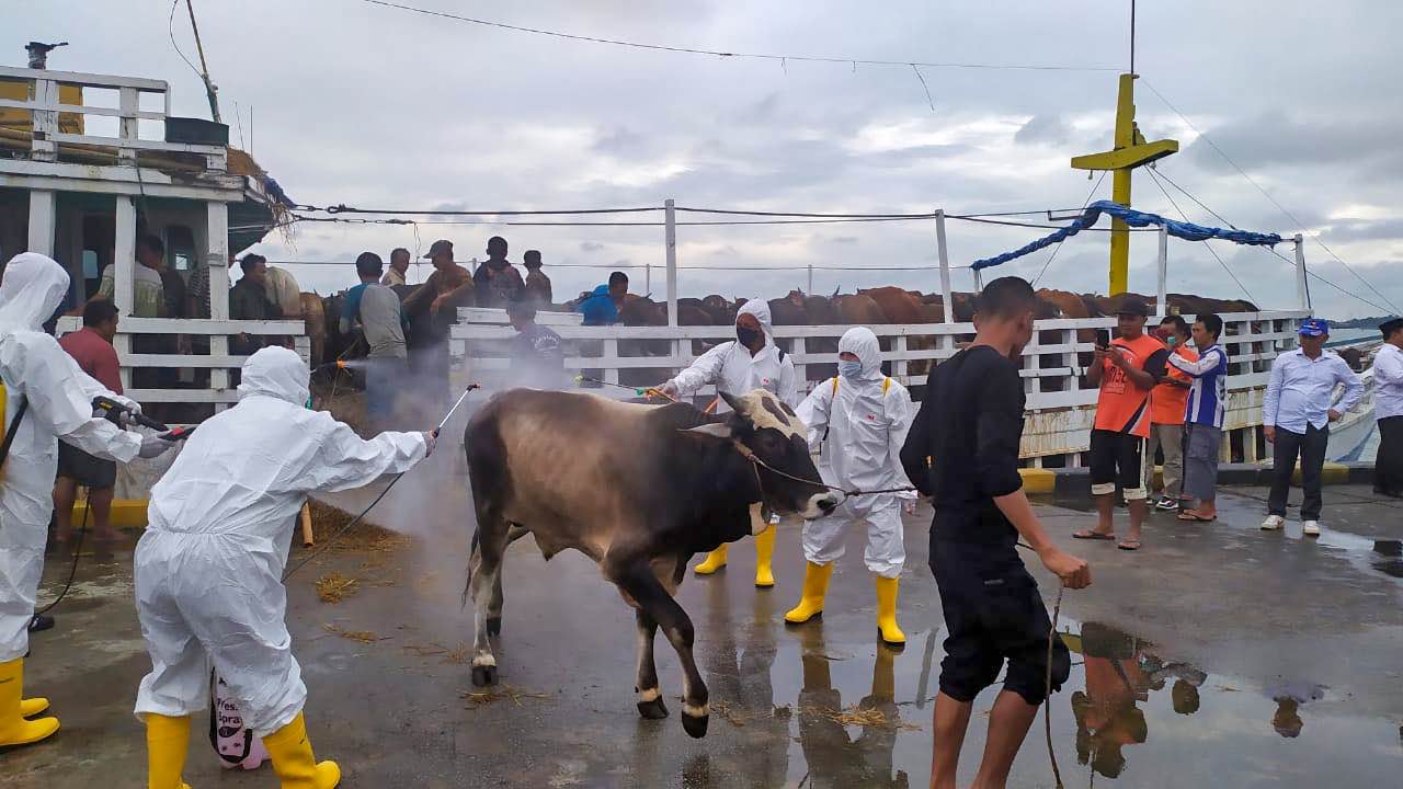 Hewan Kurban Batam
