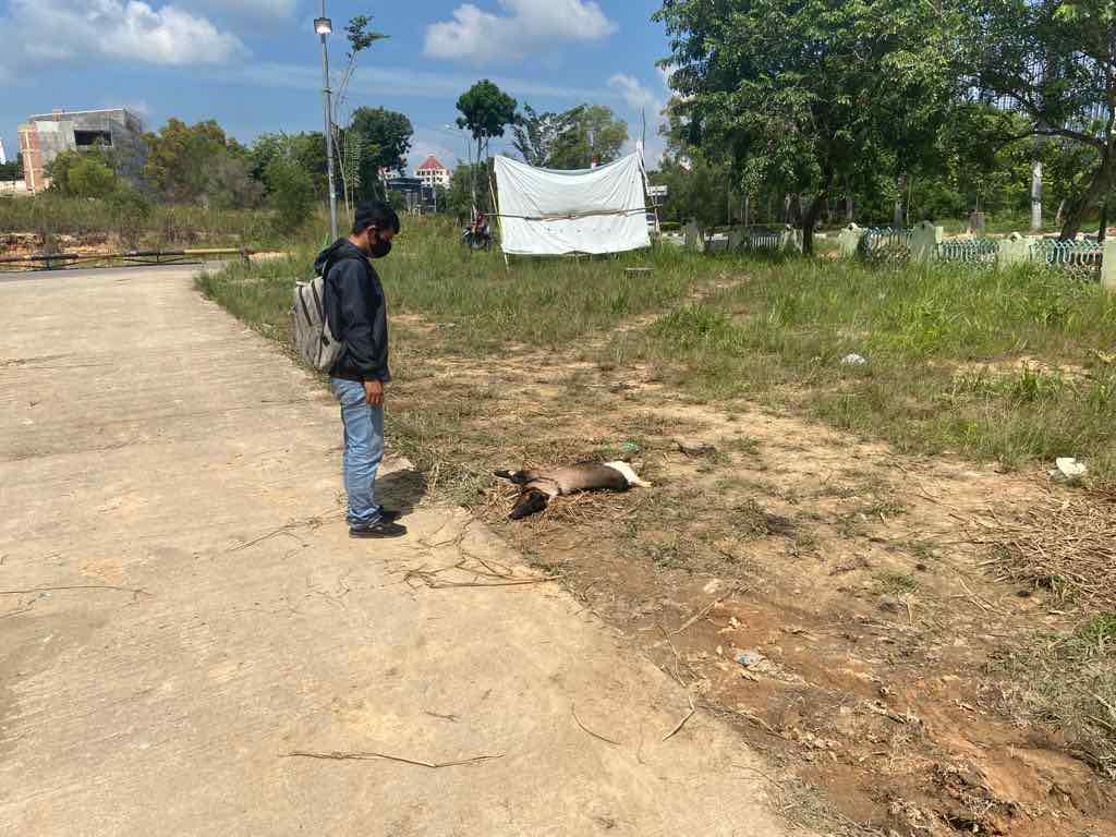 Ratusan hewan kurban mati