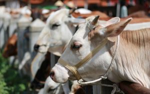 Tips memilih hewan kurban