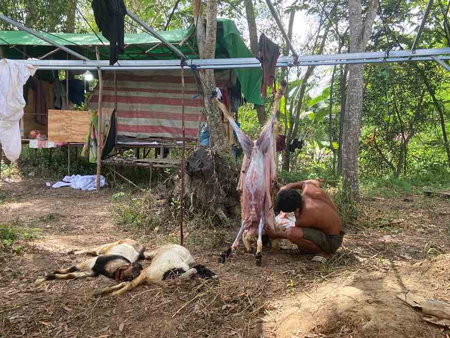 Kambing mati di Batam