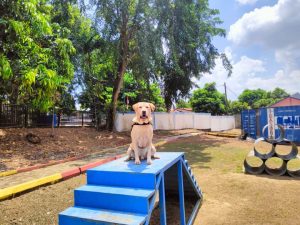 Luigi anjing pelacak BC Batam