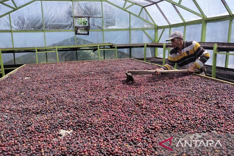 Kopi sebagai Mata Pencaharian