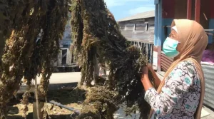 investor rumput laut Kepri