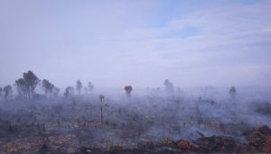 Kebakaran lahan gambut natuna