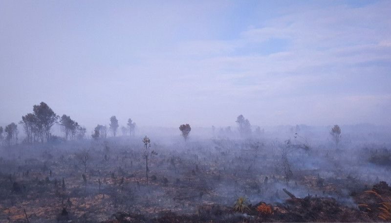 Kebakaran lahan gambut natuna