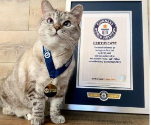 kucing terkaya di dunia