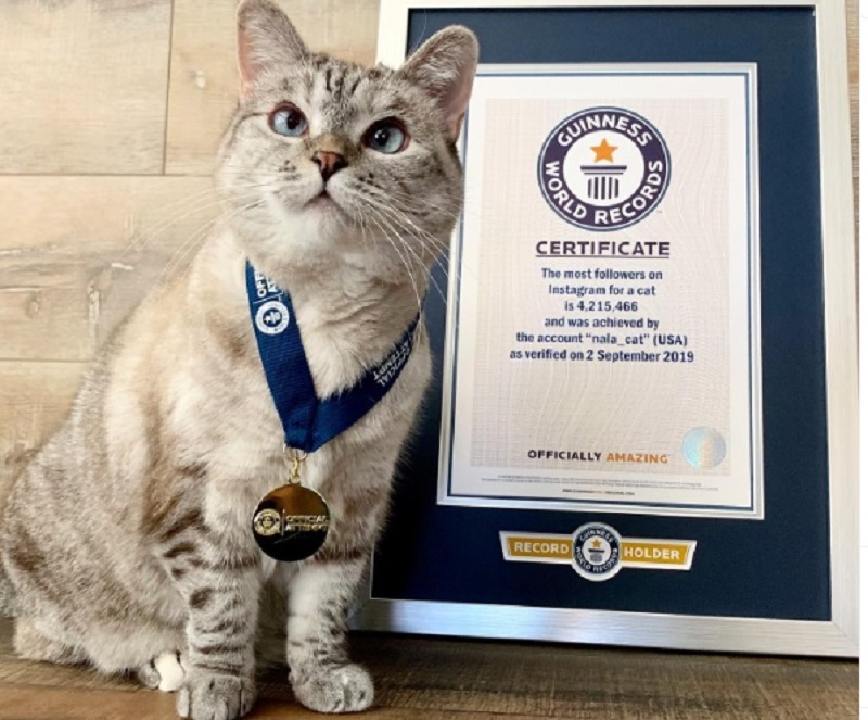kucing terkaya di dunia