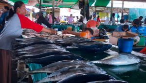 Harga ikan di Natuna