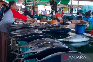 tempat pelelangan ikan natuna