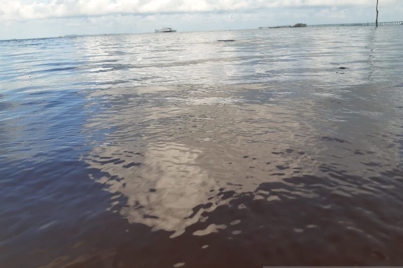pantai trikora tercemar limbah