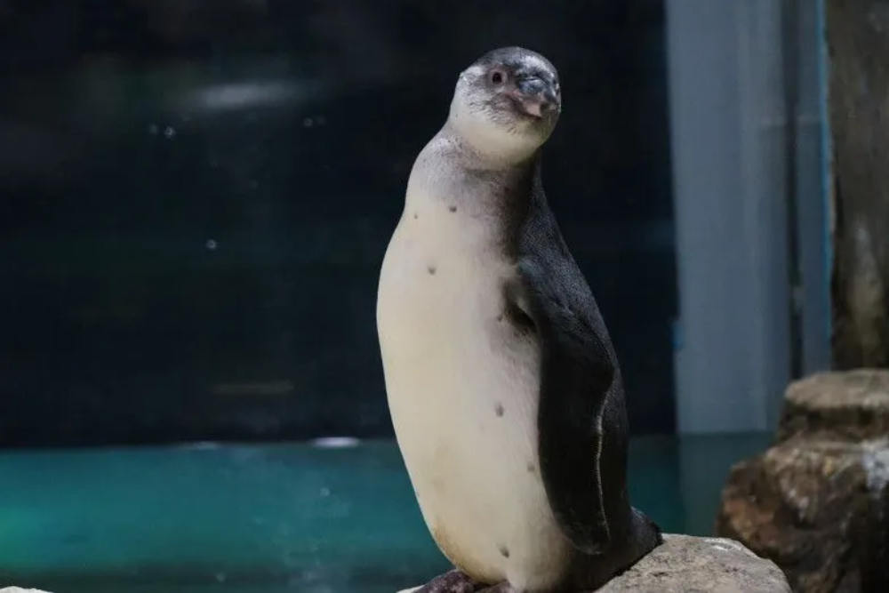 penguin Humboldt