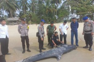 Paus terdampar di Lingga