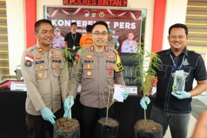 warga tanam ganja di bintan