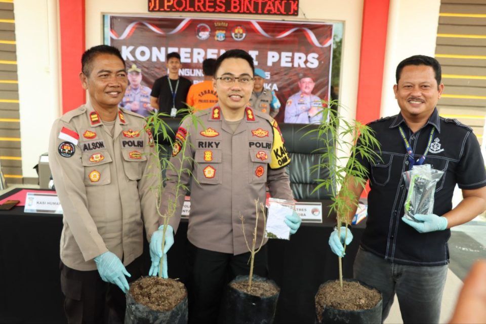 warga tanam ganja di bintan