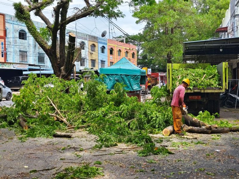 pohon rawan tumbang tanjungpinang