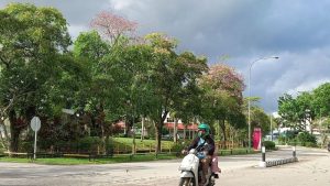 bunga sakura di batam