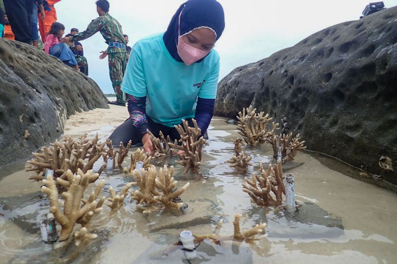 terumbu karang di natuna