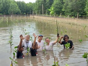 akar bhumi tanam mangrove