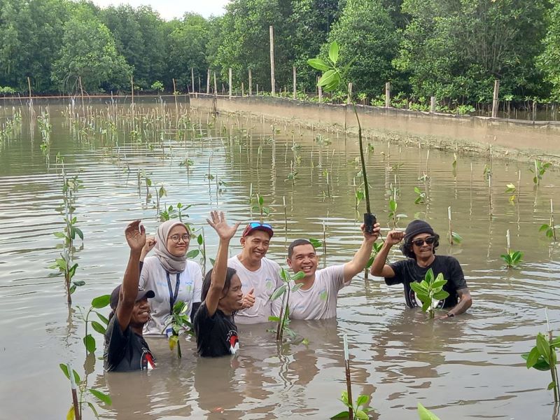 akar bhumi tanam mangrove