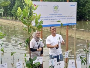 cladtek tanam mangrove