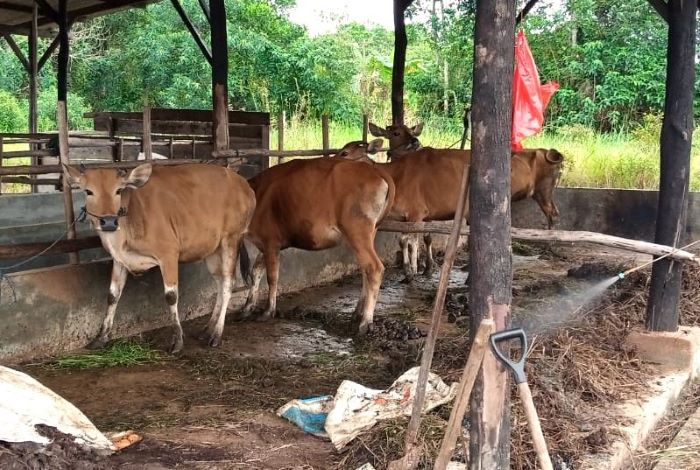 pemko tanjungpinang kurban sapi