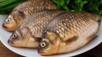 ikan nila