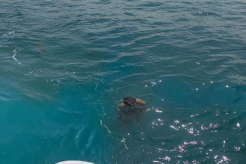 Pemancing Tenggelam Batam