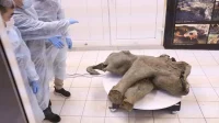 Bayi Mammoth Siberia