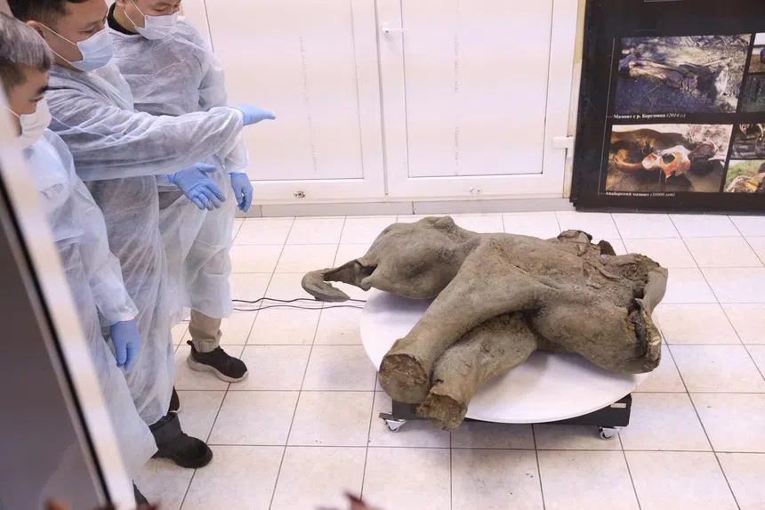 Bayi Mammoth Siberia
