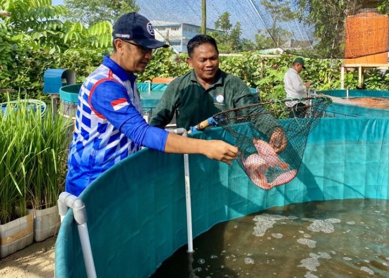 budidaya bioflok di batam