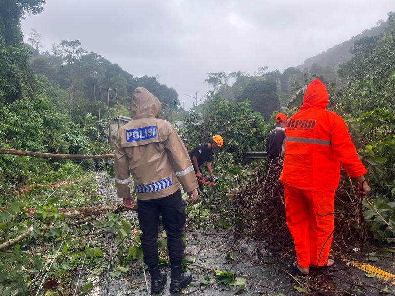 pohon tumbang di siantan