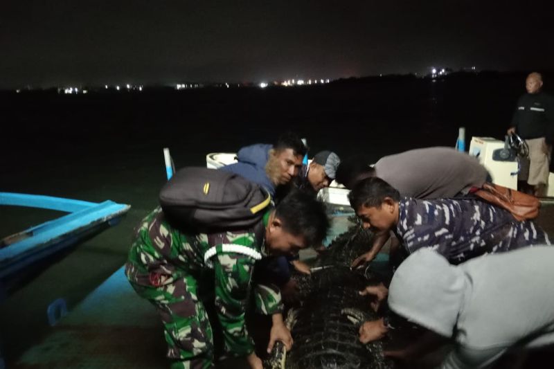 Buaya Lepas Batam