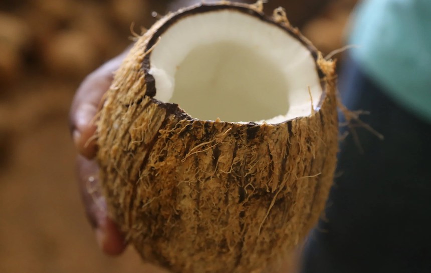 Ekspor Kelapa Kepri